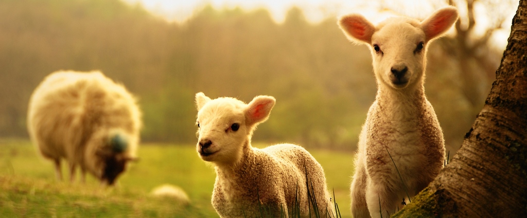 Объявления о сельскохозяйственных животных | ЗооТом - продажа, вязка и услуги для животных в Нолинске