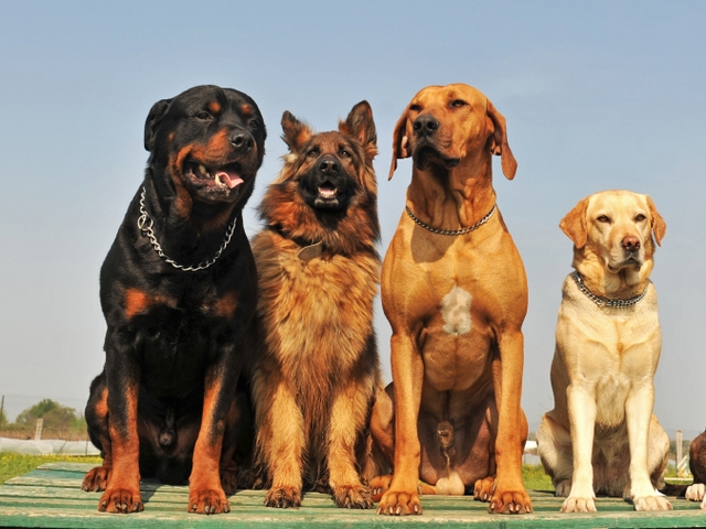 Крупные породы собак в Нолинске | ЗооТом портал о животных